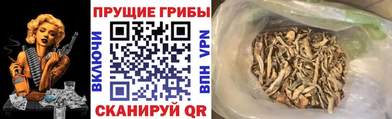 Псилоцибиновые грибы ЛСД Елец